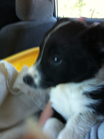 When I got a Puppy (Cooper)