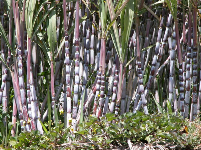 Colônia- cana- de-açucar