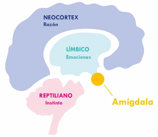 Joseph LeDoux y el cerebro emocional
