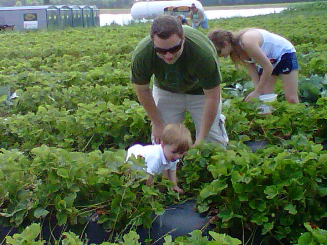 1st Time Picking Strawberries
