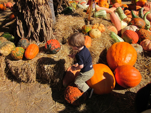 Pumpkin Patch