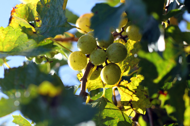 Brothers David and Dan Fussell of Rose Hill, N.C., plant 10 acres of muscadine grapes. State lawmakers reduce the state tax on native table wine in an effort to boost North Carolina’s wine sales. (photo by Mary Lide Parker)