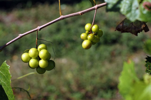The next 10-plus years are hard. The family loses nearly everything but the winery itself. A slow turnaround begins when “60 Minutes” does a special on the health benefits of drinking muscadine wine.