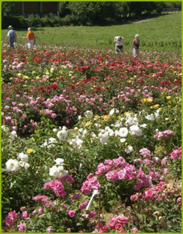 Enveloppeuse en pépinière