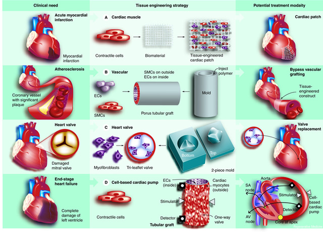 Advanced Cell Technology Wins FDA Approval To Test Stem Cell Therapy For Degenerative Eye Disease