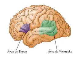 Periodo clásico: Pierre Flourence; Paul Broca; Karl Wernicke (S. XIX)