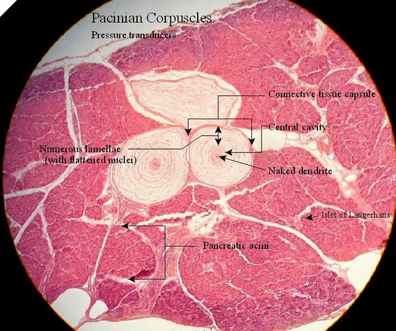 Descartes presents his natural philosophy