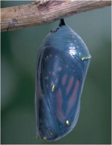 butterfly in stage 2 of cacoon