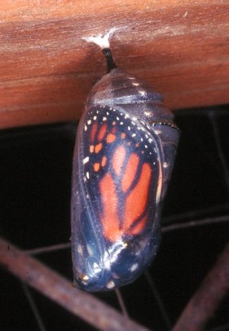 butterfly cacoon stage 3