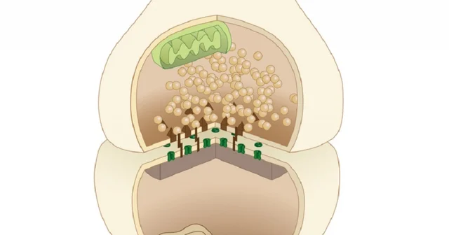 Teoría dos simpatinas
