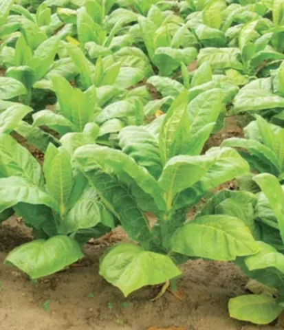 Plantation in land in Virginia