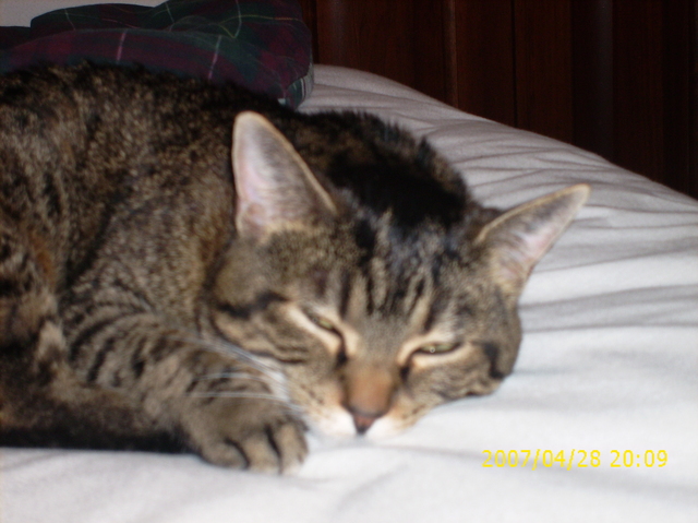 My Cat, Frosty, Came To Our House