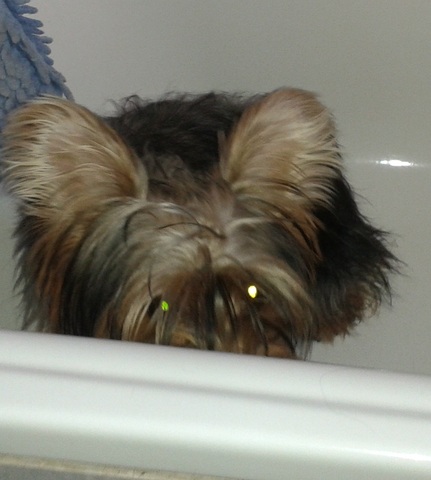 Traen a mi perrita kitty a casa.