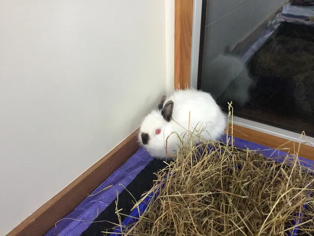 Sister gets a new rabbit
