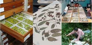 Creación del Instituto Nacional de Biodiversidad (INBIO).