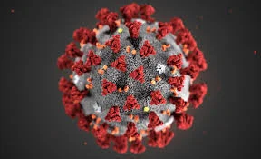 COVID-19 Pandemic