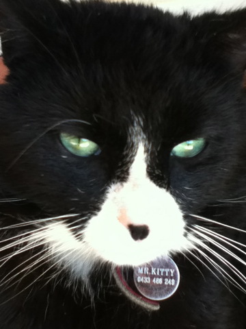 Got our kitty (Mr.Kitty or Mike)