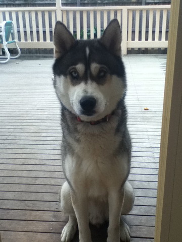 Got our husky, Tyson