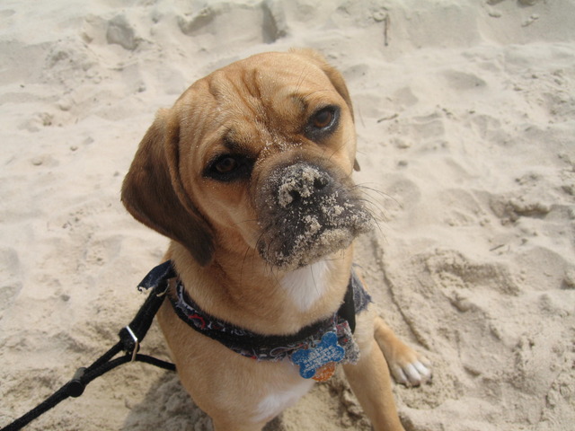 Puggle beach