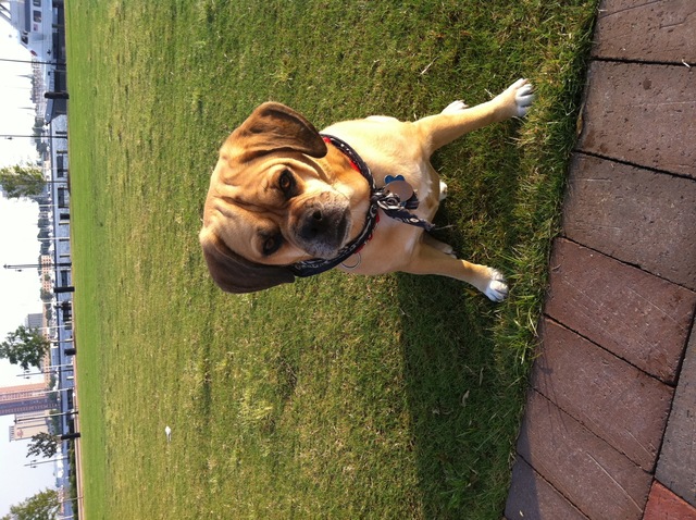 Ever hungry, ever foolish