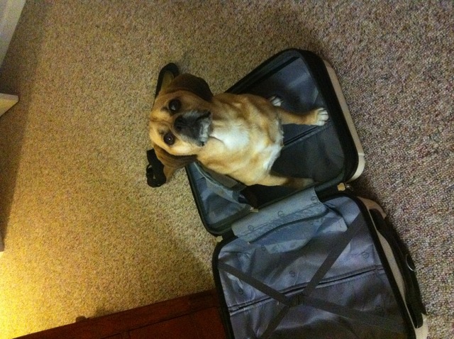Puggle: Don't go anywhere with out it