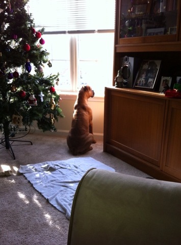 Tank at 6 months of age