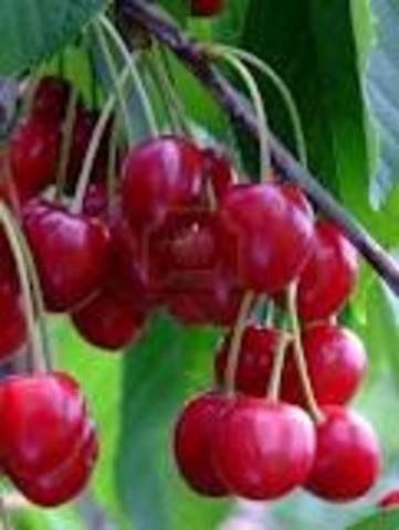 Gut Cherries