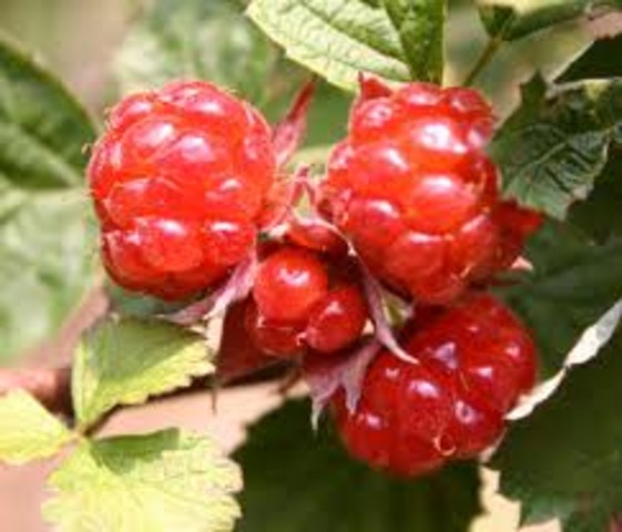 Raspberries