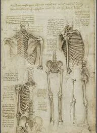 Anatomia Moderna
