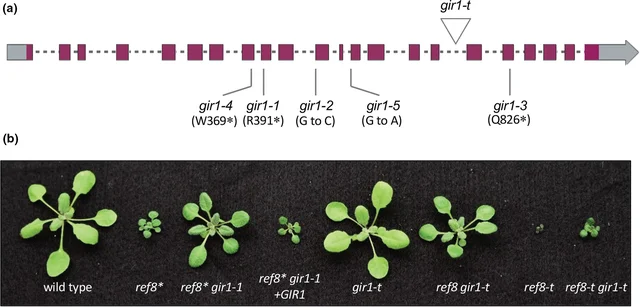Proyecto del Genoma de Arabidopsis thaliana