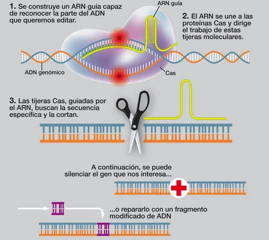 Avances en CRISPR para modificar el ADN vegetal