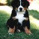 Bernese mountain dog 13 1