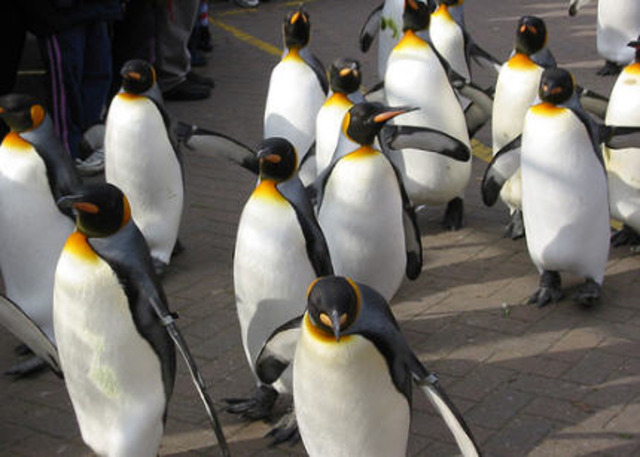 Linux adaptado al ambiente de GNU