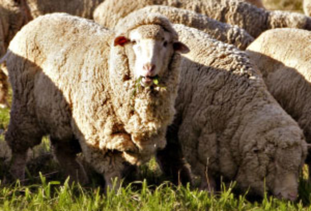 The wool industry begins