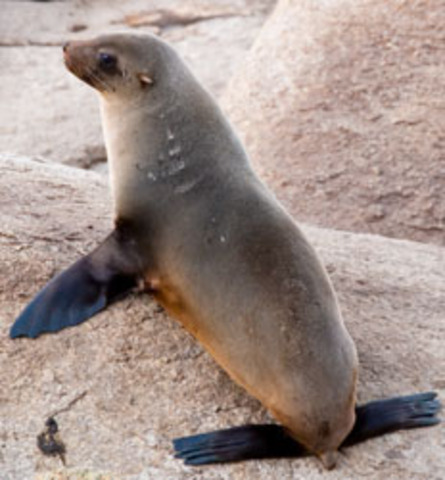 Seal trade becomes popular