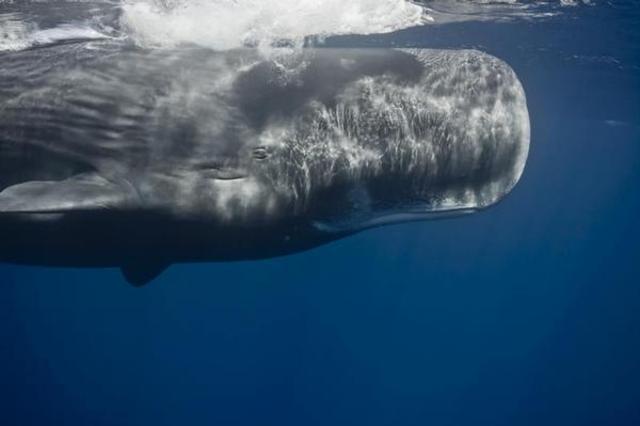 Whale hunting increases