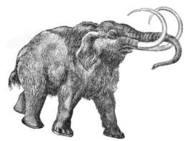 Want a pet Mammoth?
