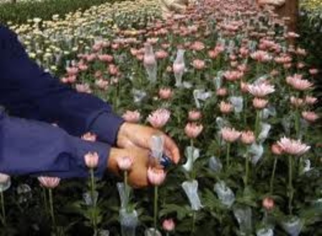 Entre a trabajar  en una empresa de flores y en la noche estudiaba