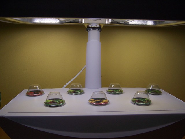 #92 Get my Aerogarden running again