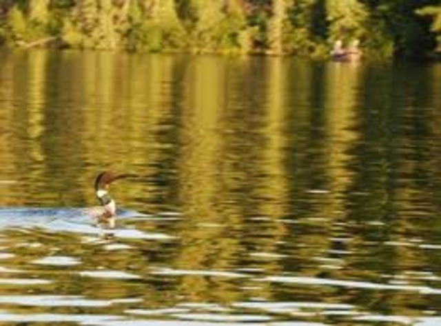 Loon Lake