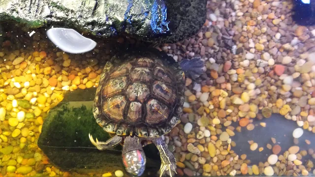 Myrtle the Turtle