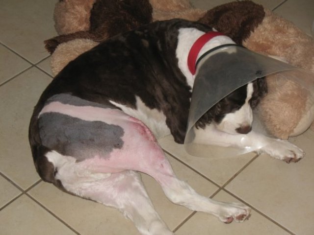 My dog had knee surgery