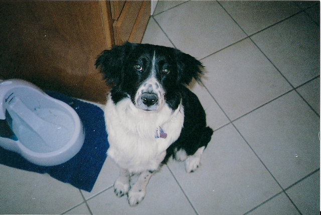 We got out Border Collie mix