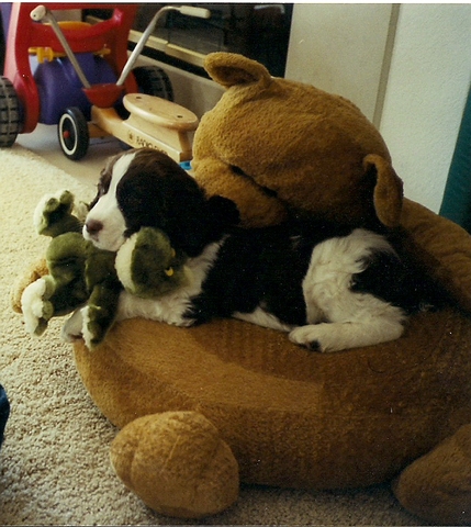 We got our English Springer puppy