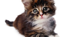 Timeline: The thing for question 3