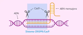 Desarrollo de CRISPR-Cas9