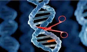 Primer tratamiento con edición genética in vivo