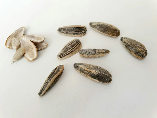 Seed