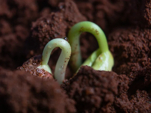 Germination