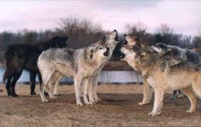 Brian sees a wolf pack.